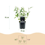 Green boutiQ - Pianta da Giardino - Buddleja davidii Black Night - Arbusto delle Farfalle - Resistente al Freddo - Viola - 3 Piante - Vaso 17cm - Altezza 45cm