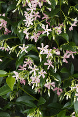 Jasmin étoilé Star of Ibiza rose - Trachelospermum - H 65 cm, pot Ø15 cm