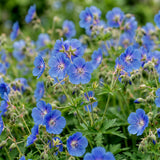Géranium vivace Johnson's Blue - H 15-25 cm, pot Ø11 cm - photo 5