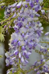 Glycines de Chine Caroline - Wisteria sinensis - 2 plants