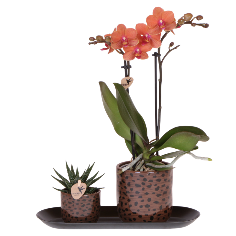 Coffret orchidée orange Mineral Bolzano et succulente - cache-pots léopard et plateau - H 40 cm