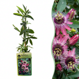 Passiflore Victoria - Passiflora - H 35 cm, pot Ø9 cm