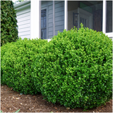 2 x 6-Pack Buxus NewGen Freedom – Winterharde Groenblijvende Struiken 12 x Ø7 cm - ↕15 cm | Compacte Buxus