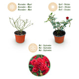 Green boutiQ - Rosa da Giardino - Rosa Rote The Fairy - Rosa - Resistente all'Inverno - Rosso - 3 Piante - Vaso 12cm - Altezza 20-25cm