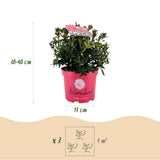 Rhododendron nain Bloombux Magenta - Rhododendron à petites feuilles - H 30-40 cm, pot Ø17 cm