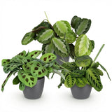Mix Marantha x3 – Plante prière | Pet-friendly