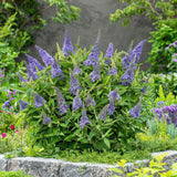 Green boutiQ - Pianta da giardino - Buddleja davidii Butterfly Candy Little Lila - Arbusto delle farfalle - Compatta - Lilla - 1 Pianta - Vaso 12cm - Altezza 20-25cm