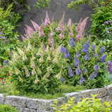 Green boutiQ - Pianta da Giardino - Buddleja davidii Butterfly Candy Little Tricolour - Arbusto Farfallesco - Compatto - Rosa-Bianco-Lilla - 3 Piante - Vaso 12cm - Altezza 20-25cm