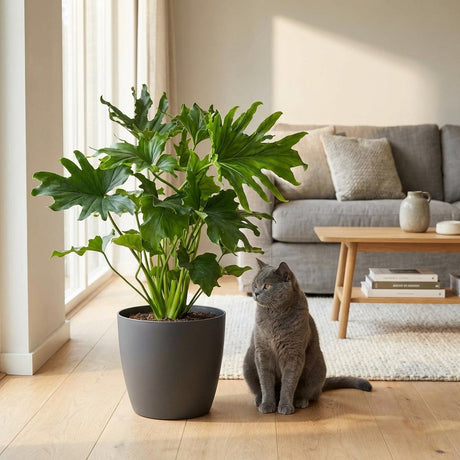 Philodendron Lickety Split | Pot 19 cm