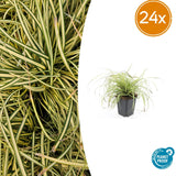 Laîche Evergold en godet - Carex oshimensis - H 10-25 cm, pot Ø9 cm