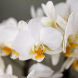 Orchidées Phalaenopsis blanches Blossom Lausanne en coupe Oyster - bouquet de 3