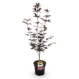 Érable du Japon Bloodgood - H 90 cm, pot Ø26 cm