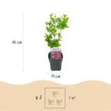 La Green Touch - Pianta da Giardino - Hibiscus syriacus Woodbridge - Ibisco da Giardino - Resistente al Freddo - Rosa - 3 Piante - Vaso 17cm - Altezza 45cm
