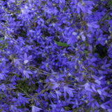 Campanule Stella en godet - Campanula poscharskyana - H 10-25 cm, pot Ø9 cm - photo 6