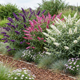 Green boutiQ - Pianta da Giardino - Buddleja davidii Tricolour - Arbusto delle Farfalle - Resistente al Freddo - Blu - Rosa - Bianco - 3 Piante - Vaso 17cm - Altezza 45cm