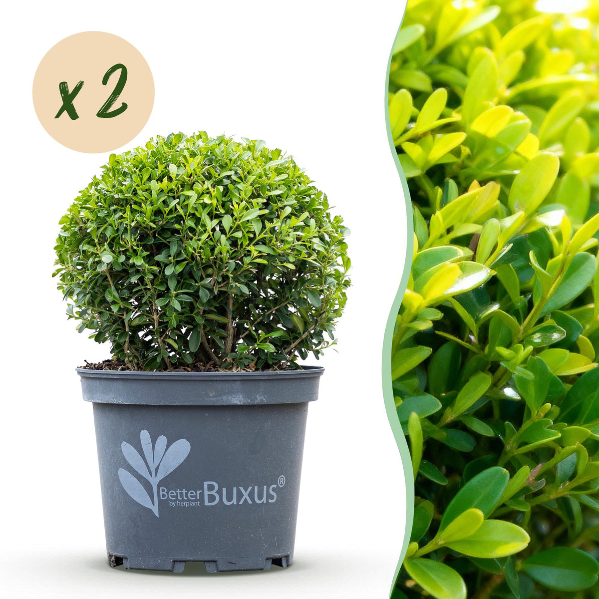 Buis BetterBuxus Skylight en boule - 2 plants - Ø25 cm, pot Ø23 cm