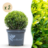 Buis BetterBuxus Skylight en boule - 2 plants - Ø25 cm, pot Ø23 cm