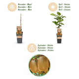 Kiwis Hayward et Weiki - 1 mâle et 3 femelles - 4 plants
