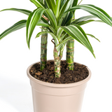 Dracaena White Stripe avec cache-pot