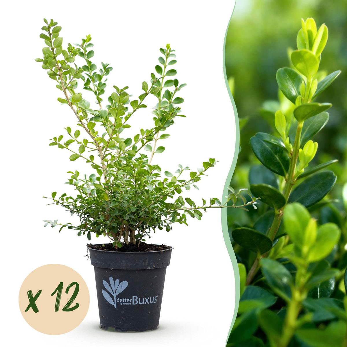 La Green Touch - Siepe di Bosso - BetterBuxus Babylon Beauty - Resistente alla malattia del Bosso - 12 piante - 2 metri lineari - vaso 13cm altezza 30-35