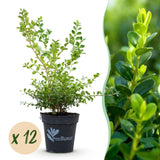 La Green Touch - Siepe di Bosso - BetterBuxus Babylon Beauty - Resistente alla malattia del Bosso - 12 piante - 2 metri lineari - vaso 13cm altezza 30-35