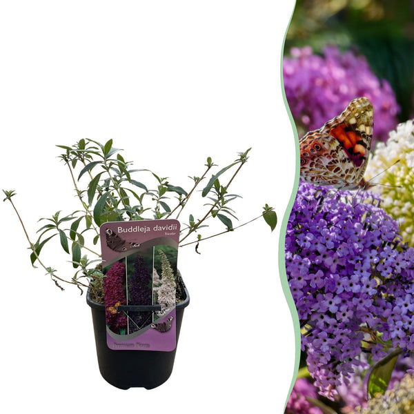 Green boutiQ - Vlinderstruik - Buddleja davidii Tricolour - Bloem Roze , Wit en Paars - 1 Plant - Bladverliezend - Vlinderlokkend -  Pot 17cm Hoogte 30cm