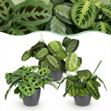 Mix Marantha x3 – Plante prière | Pet-friendly