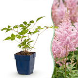Astilbe Europa - H 15-25 cm, pot Ø11 cm - photo 2
