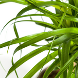 Beaucarnea Recurvata - Tronc