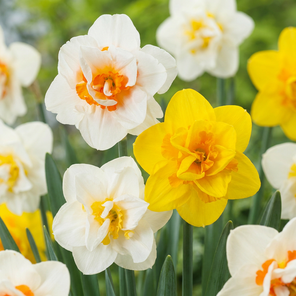 Narcisse double en mélange
