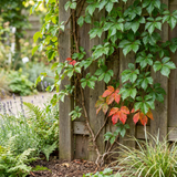 Vigne vierge de Boston Veitchii Boskoop - Parthenocissus tricuspidata - H 35 cm, pot Ø9 cm - photo 4