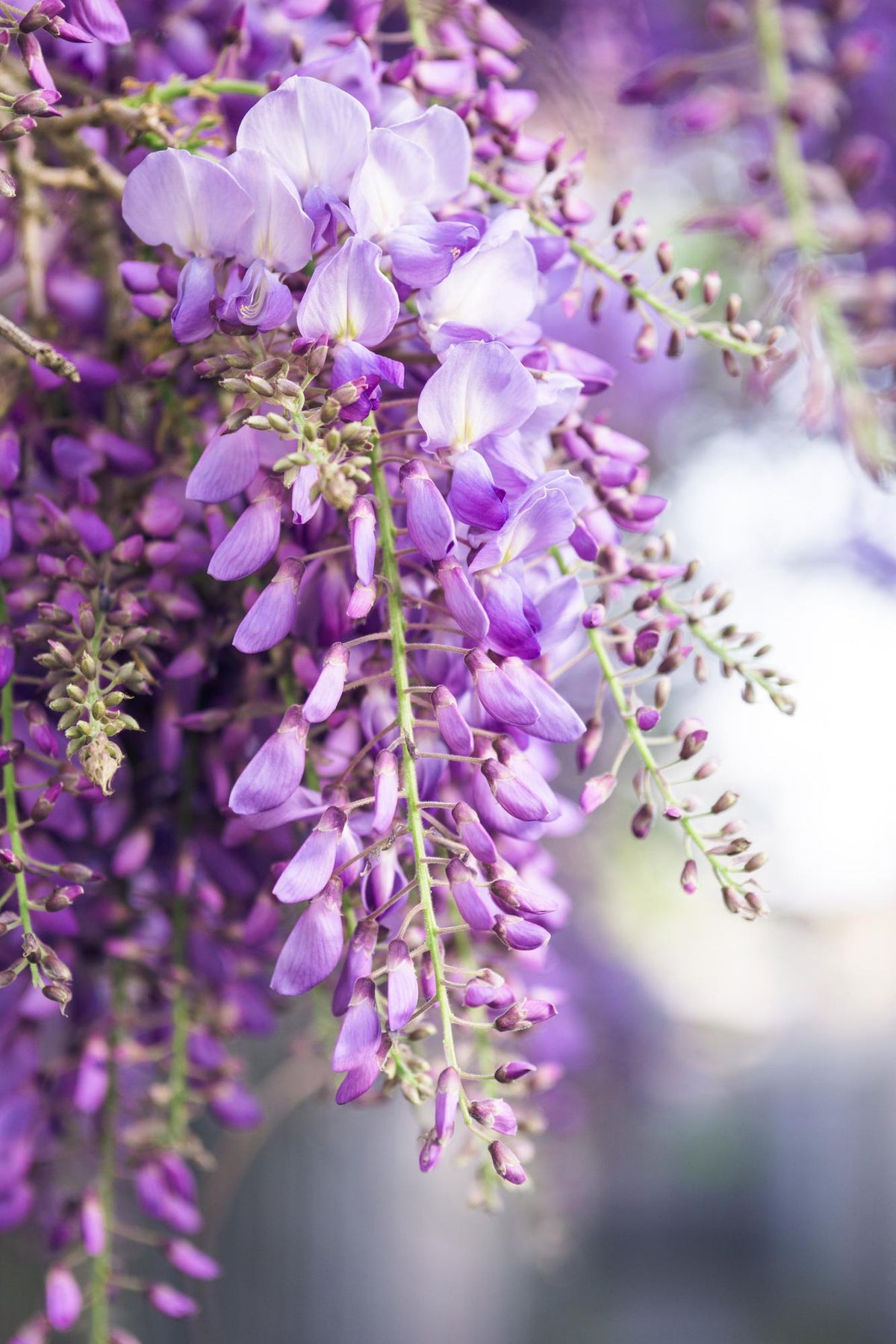 Glycine du Japon Naga Noda - Wisteria floribunda - 2 plants - H 65 cm, pot Ø15 cm