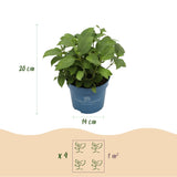 Hortensia Endless Summer The Original bleu - Hydrangea macrophylla - H 20-25 cm, pot Ø14 cm - photo 3