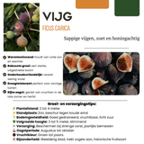 Figuiers bio - Ficus carica - H 20 cm, pot Ø13 cm - photo 3
