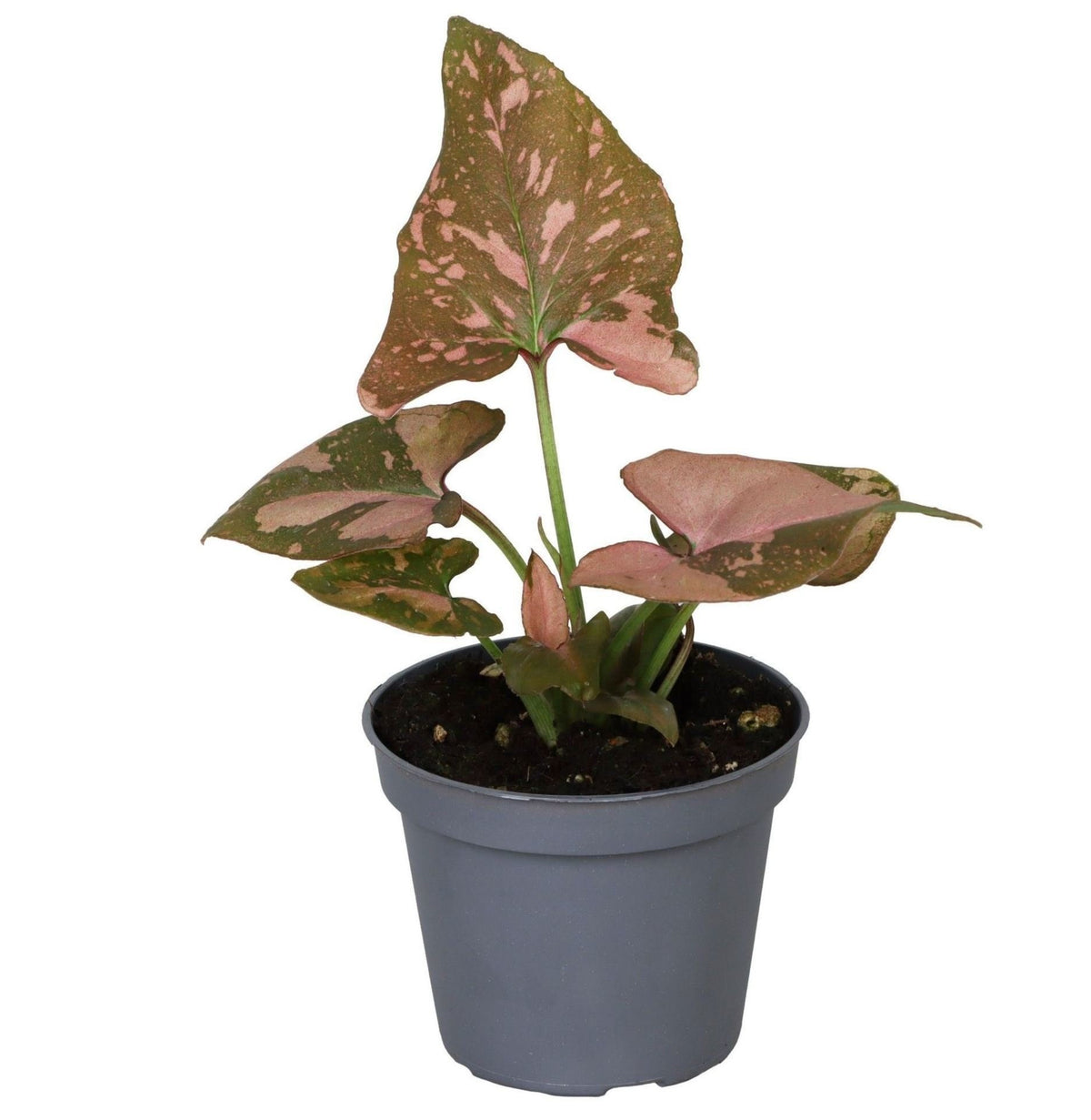 Mini Syngonium Pink Splash - Syngonium podophyllum - H 10 cm, pot Ø6 cm