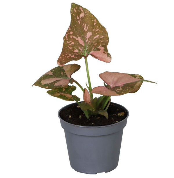 Mini Syngonium Pink Splash - Syngonium podophyllum - H 10 cm, pot Ø6 cm
