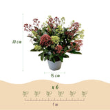 Skimmia japonica Festival - H 30 cm, pot Ø15 cm