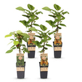 Kiwis Hayward et Weiki - 1 mâle et 3 femelles - 4 plants