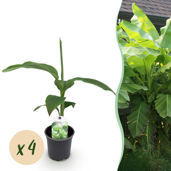 Green boutiQ - Fruitplant - Bananen plant - Musa Basjoo - Winterhard - 4 planten - Pot 12cm Hoogte 30cm