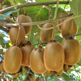 Kiwis Hayward et Weiki - 1 mâle et 3 femelles - 4 plants