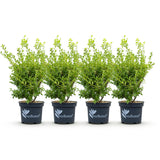 Buis BetterBuxus Babylon Beauty pour haie - 4 plants pour 1 m