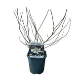 Green boutiQ - Heesters -  Magnolia Stellata  - Bloem Wit  - 1 Plant - Bladverliezend - Weinig Onderhoud - Pot 17cm Hoogte 45cm