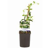 Jasmin étoilé - Trachelospermum jasminoides - H 35 cm, pot Ø9 cm - photo 2