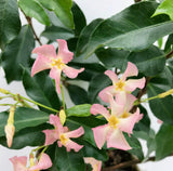 Jasmin étoilé Star of Ibiza - Trachelospermum jasminoides - 2 plants - H 65 cm, pot Ø15 cm