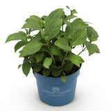 Hortensia Endless Summer The Original bleu - Hydrangea macrophylla - H 20-25 cm, pot Ø14 cm - photo 2