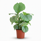Calathea Orbifolia – Plante paon | Pot 21 cm, Hauteur 60 cm