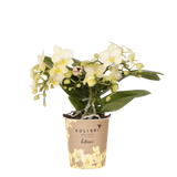 Orchidée Phalaenopsis jaune Botanic Yellow - H 20 cm, pot Ø9 cm