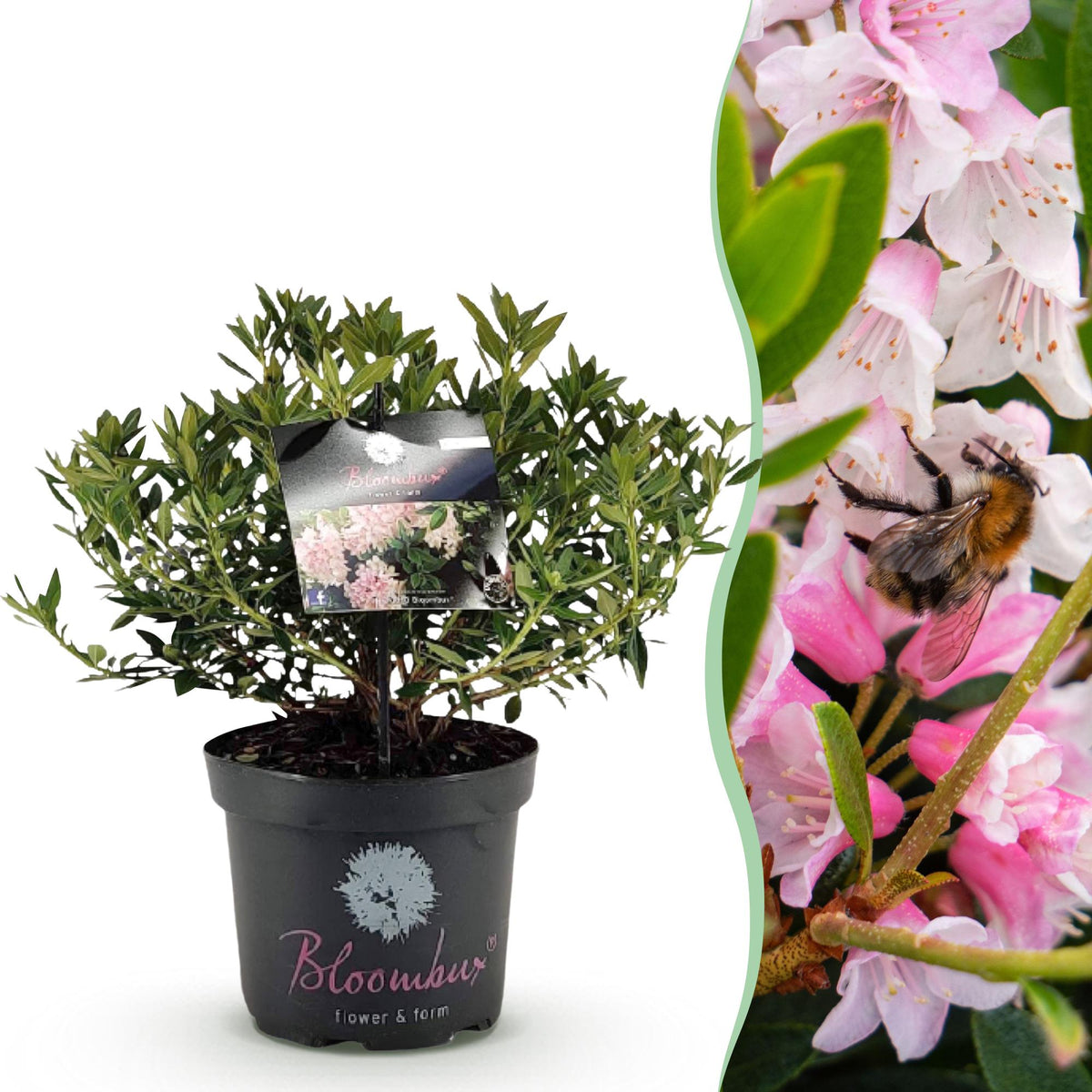 Rhododendron Bloombux rose clair - Rhododendron nain - H 45-55 cm, pot Ø23 cm - photo 13