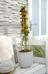 Buisson ardent Orange Glow - Pyracantha - H 65 cm, pot Ø15 cm