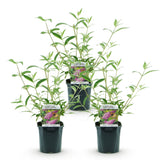 La Green Touch - Pianta da Giardino - Buddleja davidii Pink Delight - Arbusto delle Farfalle - Resistente al Freddo - Rosa - 3 Piante - Vaso 17cm - Altezza 45cm